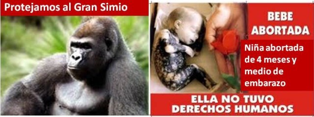 aborto-Simio
