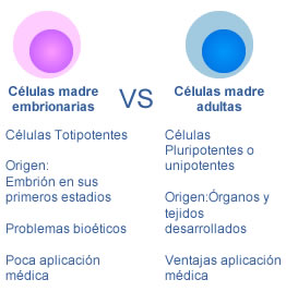 celulas-vs.EMBRIONARIASjpg